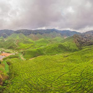 Amazing landscape view of tea plantation in sunset, sunrise time. Nature background with blue sky and foggy.