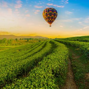 color-hot-air-balloon-tea-plantation-with-mountain-background