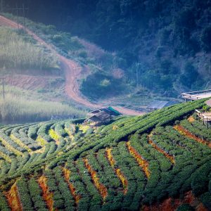 Landscape of Tea Plantation Field on mountain, Chiang mai, Thailand
